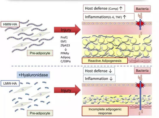 Λιπολυτικό διάλυμα για ένεση για καύση λίπους σε φιάλη με λεμόνι